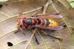 European giant hornet